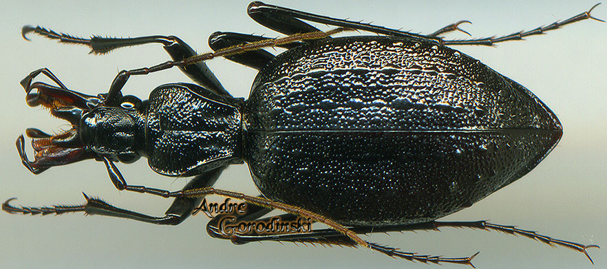 http://www.gorodinski.ru/carabidae/Cychrus colasi solasi.jpg